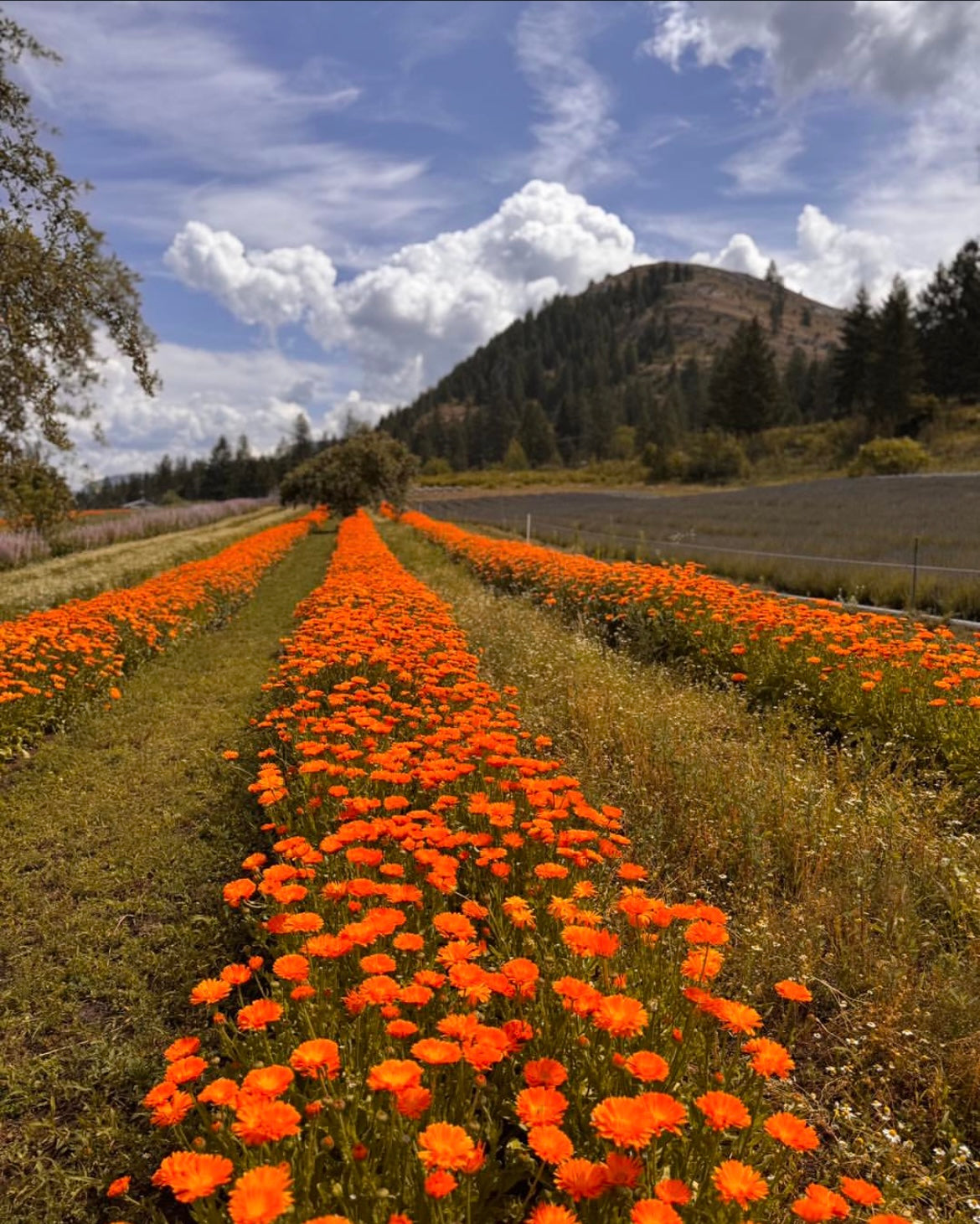 Calendula Hydrosol