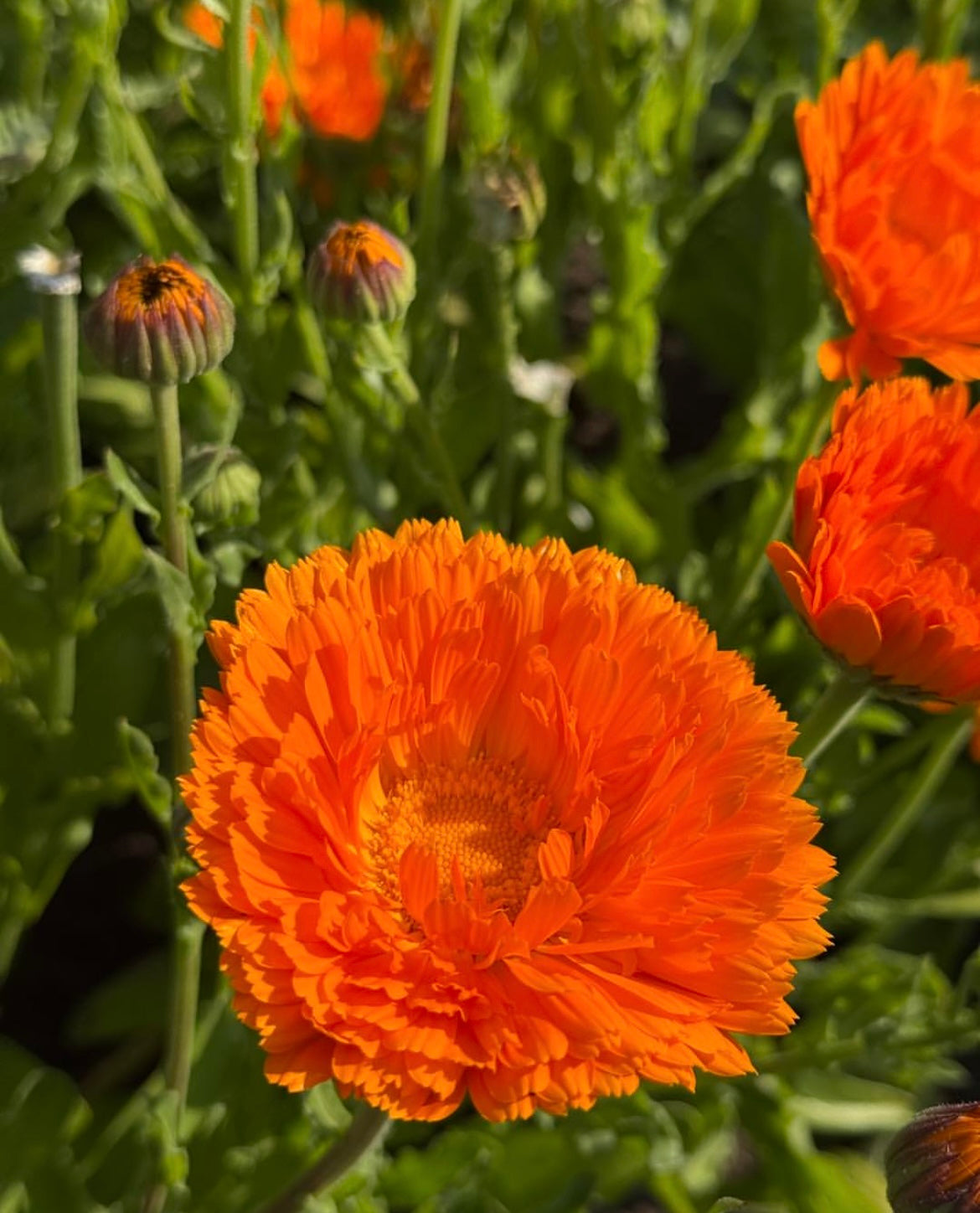 Calendula Hydrosol